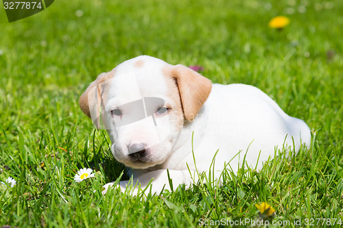 Image of Mixed-breed cute little puppy on grass.