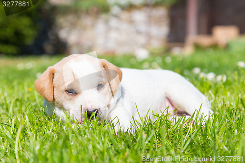 Image of Mixed-breed cute little puppy on grass.