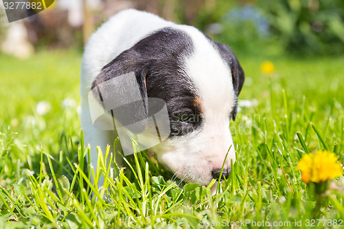 Image of Mixed-breed cute little puppy on grass.