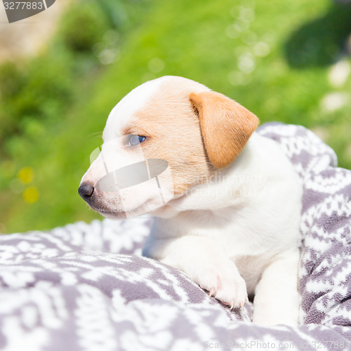 Image of Mixed-breed cute little puppy in lap.