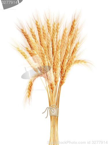 Image of Wheat ears isolated on white background. EPS 10