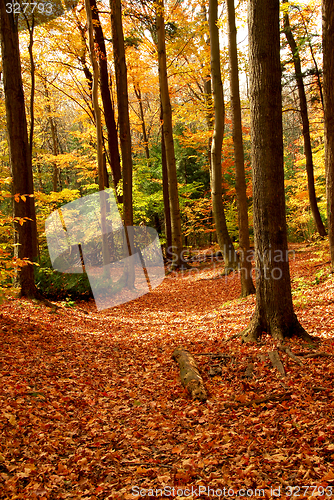 Image of Fall forest landscape