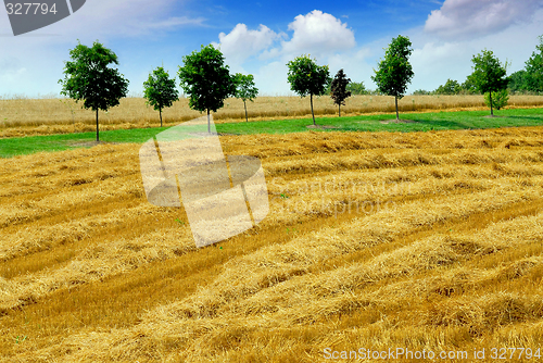 Image of Harvest grain field