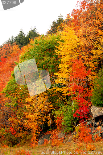 Image of Fall forest background