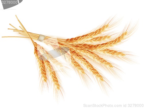 Image of Wheat ears isolated on white background. EPS 10