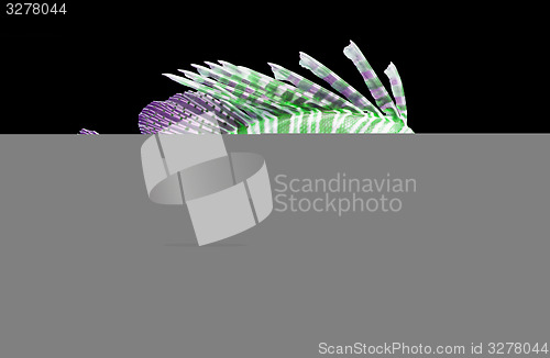 Image of Pterois volitans, Lionfish - Isolated on black