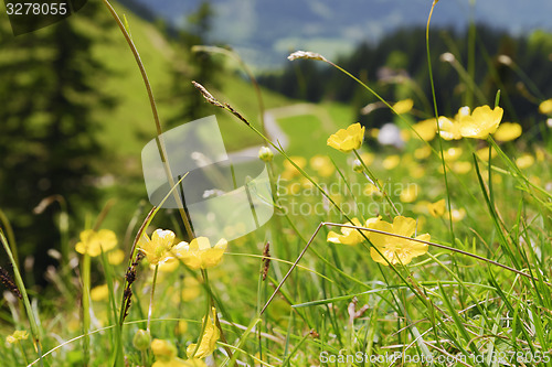 Image of Buttercups Bavaria Alps