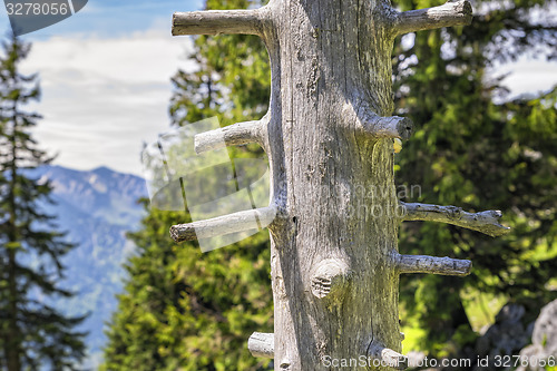 Image of Trunk Breitenstein Bavaria Alps