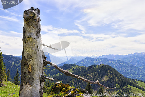 Image of Trunk Breitenstein Bavaria Alps