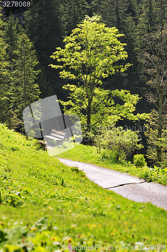 Image of Beech in Bavaria Alps