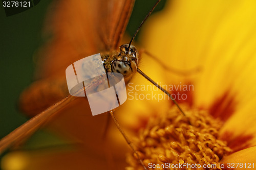 Image of Orange butterfly