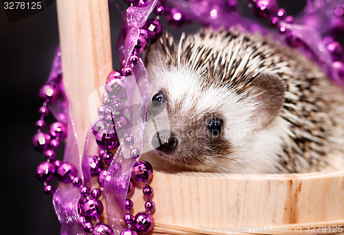 Image of A cute little hedgehog - ( African white- bellied hedgehog )