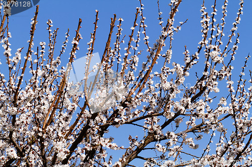 Image of Blossom