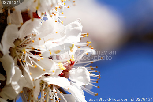 Image of Blossom