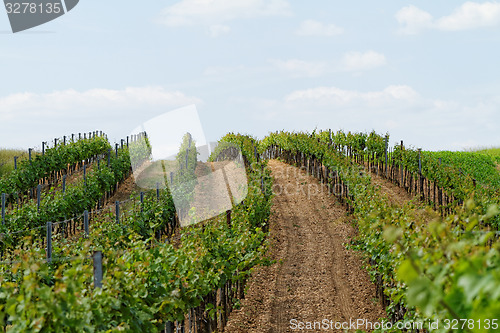 Image of Tokay grapes