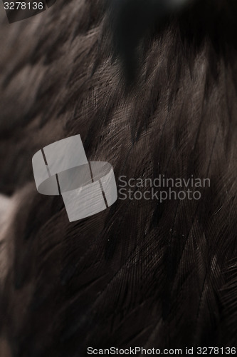 Image of Feather