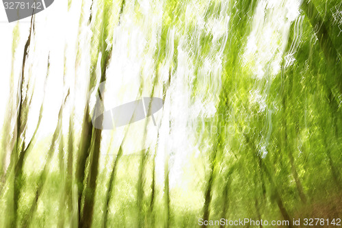 Image of Blurred trees background
