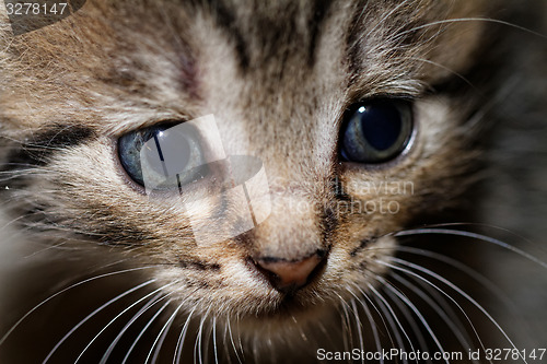 Image of Cute kitten