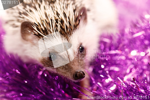 Image of A cute little hedgehog - ( African white- bellied hedgehog )