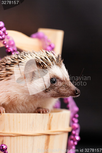 Image of A cute little hedgehog - ( African white- bellied hedgehog )