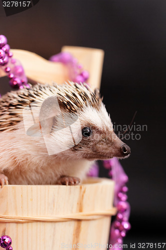 Image of A cute little hedgehog - ( African white- bellied hedgehog )