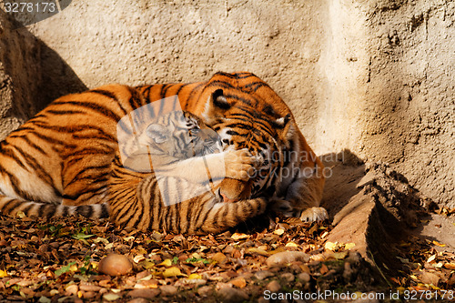 Image of Tiger mum