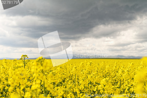 Image of Colza field