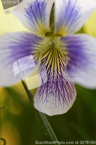 Image of Beautiful flower