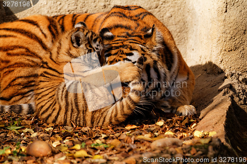 Image of Tiger mum