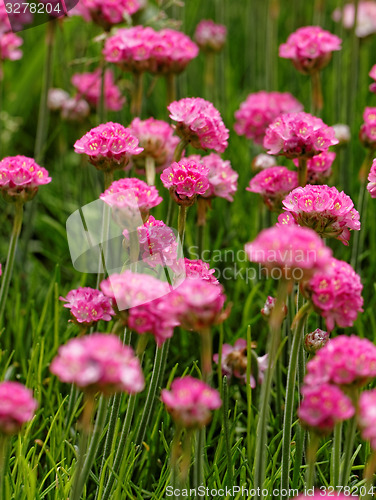 Image of Pink flowers