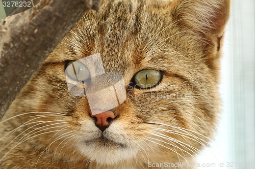 Image of wild cat portrait at the zoo