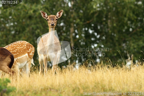 Image of fallow deer hind 