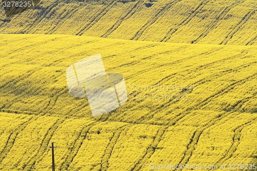 Image of abstract textured turnip field