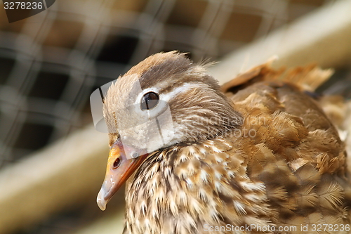 Image of female mandarin duck closeup 