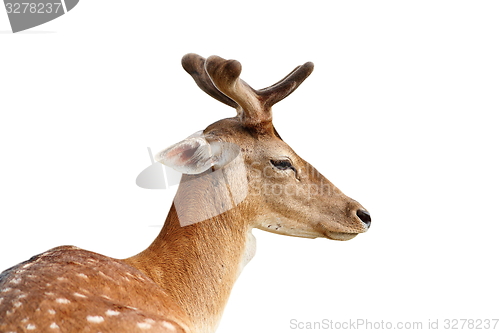 Image of isolated portrait of fallow deer stag