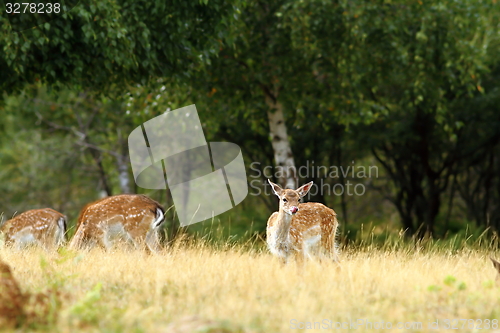 Image of fallow deer doe in a clearing
