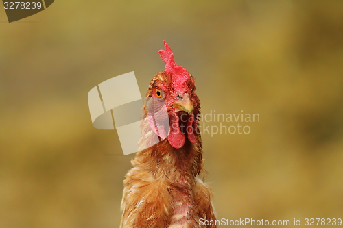 Image of portrait of  hen