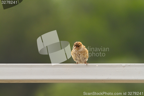 Image of female house sparrow 