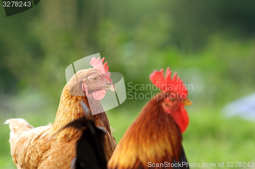 Image of hen and rooster over green background