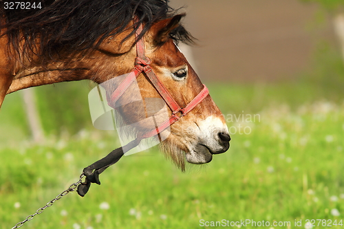 Image of brown mare portrait