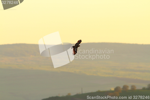 Image of common buzzard flying over the hills