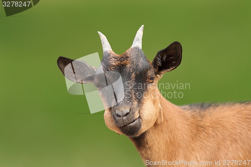 Image of brown goat portrait looking at the camera