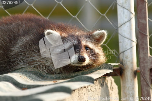 Image of raccoon portrait at the zoo