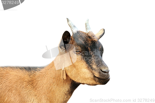Image of brown young goat portrait over white background