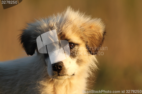 Image of shepherd dog puppy portrait at dawn