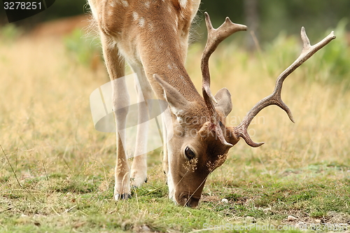 Image of detail of fallow deer grazing