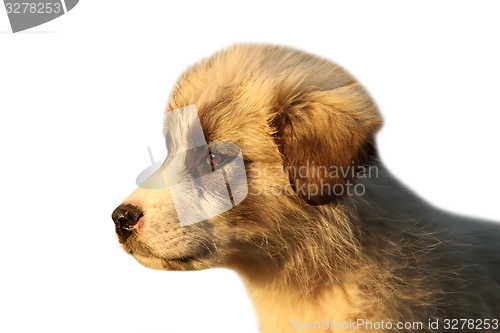 Image of romanian shepherd puppy over white