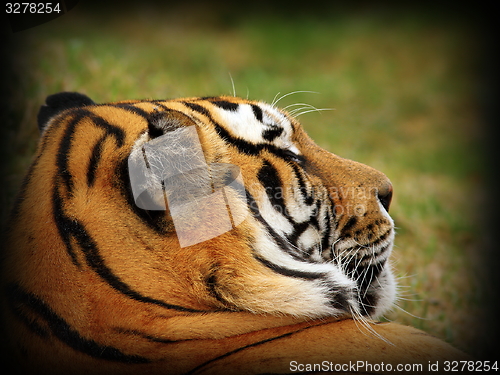 Image of tiger portrait with vignette