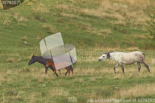 Image of horse family near the farm