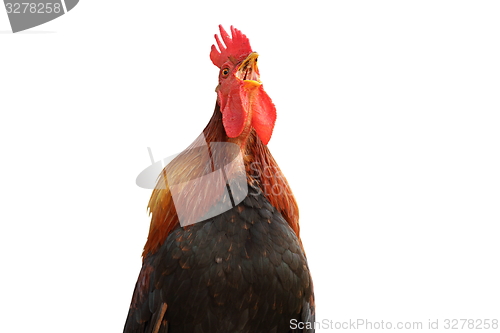 Image of isolated colorful rooster singing